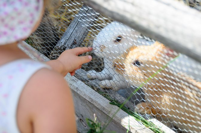 Die Streicheltiere der Rinderplatz Hütte- Häschen sind natürlich das Non plus ultra!