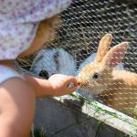 Steicheltiere Hasen auf der Rinderplatzhütte