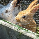 Steicheltiere Hasen auf der Rinderplatzhütte