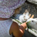 Steicheltiere Hasen auf der Rinderplatzhütte