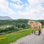 Haflinger auf der Villanderer Alm