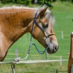 Haflinger Pferd