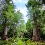 Urlärchen am Ultner Höfeweg