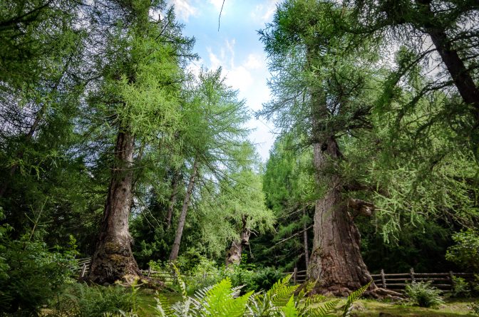 Urlärchen am Ultner Höfeweg