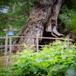 Urlärchen am Ultner Höfeweg