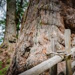 Urlärchen am Ultner Höfeweg