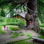 Urlärchen am Ultner Höfeweg