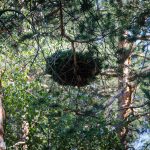 Nest, Wald