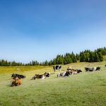 Rodenecker Alm