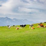 Kühe auf der Rodenecker Alm