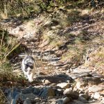 Wandern mit Katze von Vilpian zum Buschenschank Oberschol Hof