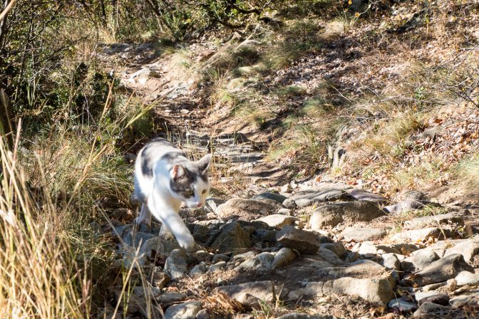 Wandern mit Katze