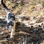 Wandern mit Katze von Vilpian zum Buschenschank Oberschol Hof