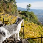 Katzenblick ins Etschtal