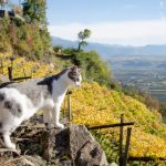 Katzenblick ins Etschtal