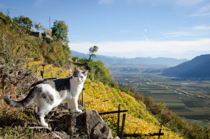 Katzenblick ins Etschtal