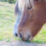 Pferd auf Castelfeder