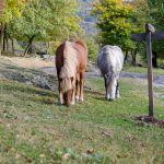 Pferd auf Castelfeder