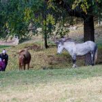 Pferd auf Castelfeder