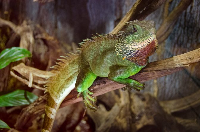 Echse im Terrarium der Gärten von Schloss Trauttmansdorff