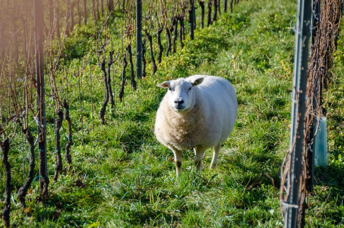 Ein Schaf im Weinberg