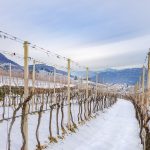 Tramin im Winter