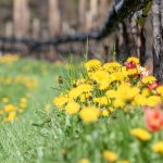 Löwenzahn und Tulpen