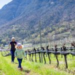 Laufen durch die Weiberge im Frühling