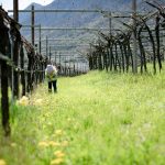 Blumen pflücken in den Weinbergen im Frühling