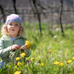 Blumen pflücken in den Weinbergen im Frühling