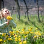 Blumen pflücken in den Weinbergen im Frühling