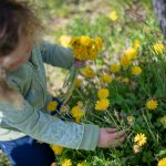 Blumen pflücken in den Weinbergen im Frühling