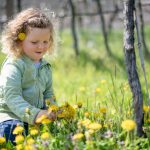 Blumen pflücken in den Weinbergen im Frühling