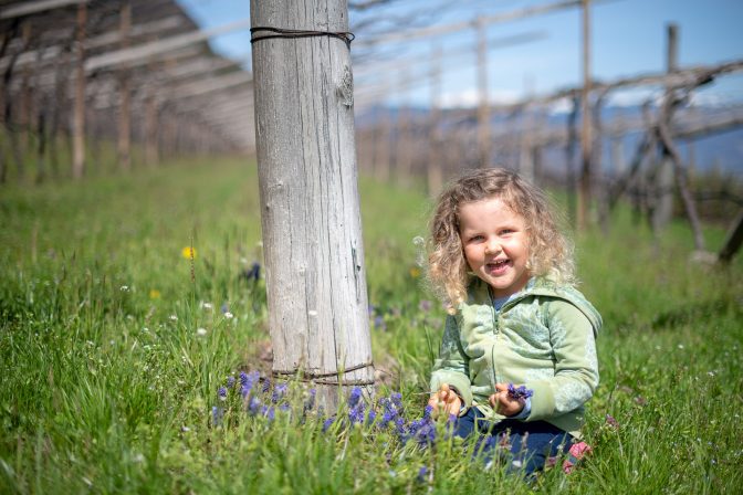 Frühling in Kalterns Weinbergen