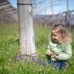 Blumen pflücken in den Weinbergen im Frühling