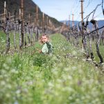 Blumen pflücken in den Weinbergen im Frühling