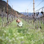 Blumen pflücken in den Weinbergen im Frühling