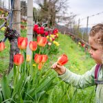 Tulpen im Weinberg