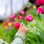 Tulpen im Weinberg