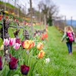 Tulpen im Weinberg