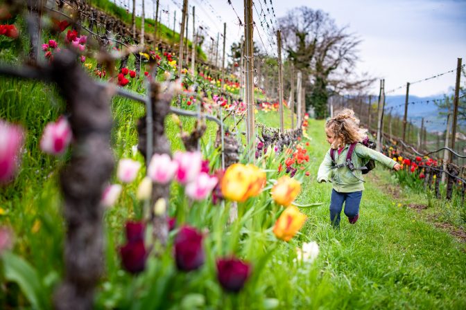 Tulpen im Weinberg