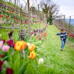 Tulpen im Weinberg