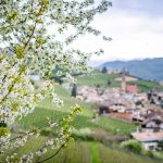 Frühling in Tramin