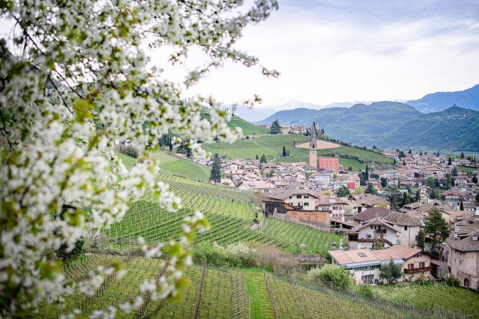 Frühling in Tramin - grüne Weinberge, weiße Kirschblüte, pastellfarbenes Dorfzentrum