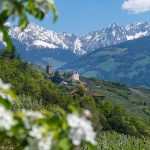 Apfelblüte, Schloss Tirol