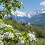 Apfelblüte, Schloss Tirol