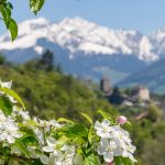 Apfelblüte um Schloss Tirol