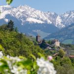 Apfelblüte um Schloss Tirol