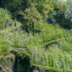 Ochsentodweg im Frühling