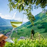 Gewürztraminer Weinglas – Gewürztraminer Weinwandertag